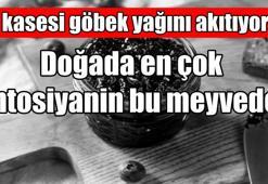1 kasesi göbek yağını su gibi eritiyor: Yağ yaktırıyor çünkü doğada en çok antosiyanin bu meyvede!