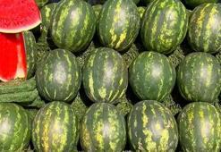 Adana karpuzu Mayıs ayında sofralarda olacak! Kilo fiyatı açıklandı