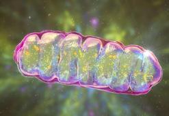 Sitoplazma nedir, ne işe yarar? Sitoplazma görevleri nelerdir?