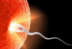 Partenogenez Nedir, Çeşitleri Nelerdir? Partenogenez Hangi Canlılarda Görülür?