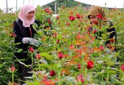 Gül serada 25, çiçekçide 100-150 lira! Fiyat farkı şok etti
