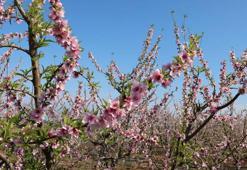 Yalancı bahar çiftçileri endişelendirdi! Erken çiçek açtı
