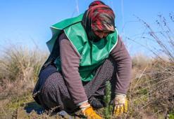 Yeşil deniz kaplumbağalarının yuvası çöl olmayacak! Harekete geçildi