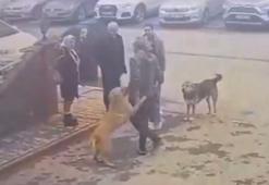 Mahsur kaldığı dereden kurtarılan köpeğin sevgi gösterisi kamerada