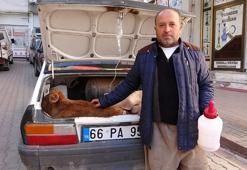 Veterinere götürdüğü buzağısının tedavisi bitene kadar başından ayrılmadı