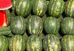 Adana karpuzu mayıs ayında sofralarda olacak! Kilo fiyatı açıklandı