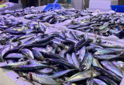 Balık fiyatları 35 liraya düştü! İstavritin tezgahlarda krallığı sürüyor