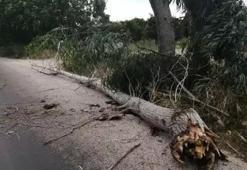 Adana için tarih verildi! Kuvvetli rüzgar etkili olacak