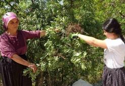 Menengiç Adanalı kadınların gelir kapısı oldu! Kilo fiyatı açıklandı