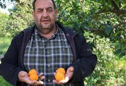 Adana'da narenciye bahçede kaldı! Kilosu 1 liradan satışa sunuluyor
