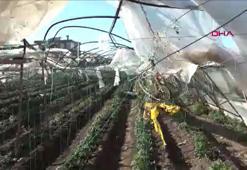 Sağanak ve hortum felaketi Antalya'yı vurdu! 6 yaralı, 1000 dönüm serada zarar