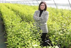 Gen kaynakları yenilendi: ÇÜ'de ağaçların mevsimlik bakımları yapıldı