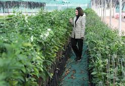 Çukurova’nın narenciye gen kaynakları yenileniyor