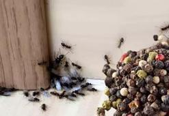 Evi yuvası yapan karıncalara zarar vermeden kovun: Her mutfağa uygun bu yöntemi deneyin