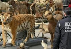 Avcının kaçak müzesi ortaya çıktı! Anadolu Kaplanı'nı vurdu