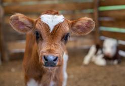 Küpe desteği ne zaman ödenecek 2024? Küçükbaş küpe desteği ne kadar, küçükbaş hayvan küpe desteği ne zaman verilecek?