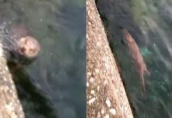 Türkiye'de nesli tükenmekte olan 'lutra lutra' Sinop’ta görüntülendi