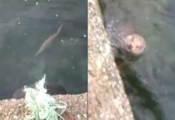Sinop'ta su samuru yüzerken böyle görüntülendi!