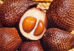 Japonların uzun yaşam sırrı bu meyvede! Tüketen 100 yaşını garantiliyor, Türkiye'de de var ama kimse umursamıyor