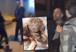 Kadınları tacizciden kurtaran köpeğe kurşun tartışması