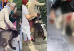 Şarkıcı ve güzellik Merkezi sahibi Banu Parlak'ın köpeği komşusunun köpeğini öldürdü