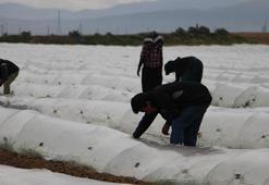 Mayıs ayı bekleniyor! 'Marketle tarla arasında fiyat yarı yarıya oynuyor'