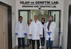 Patatesin 'parmak izi' çıkartıldı! Genetik taban oluşturuluyor