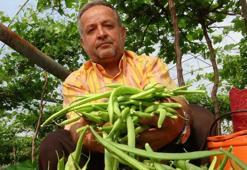 Turfanda ürünle çifte kazanç: İlk hasat fasulyede! "İyi bir gelir sağlıyor"