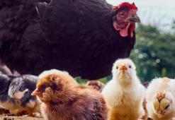 ABD’de kuş gribi paniği! Hastalık ineklere temas eden bir kişiye bulaştı