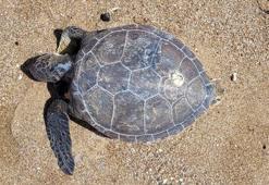 Nesli tükenme tehlikesiyle karşı karşıya! Ölüsü kıyıya vurdu
