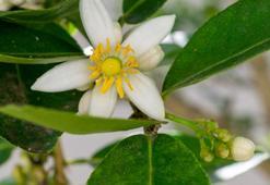 İlk durak Adana olacak: Anadolu’nun renklerine unutulmaz bir yolculuk başlıyor