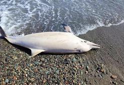 Trabzon'da sahile ölü yunus vurdu