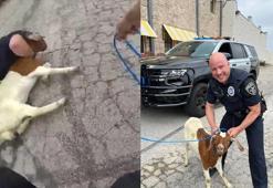 Amerika'da polis kaçan keçiyi ‘patates kızartması’ ile yakaladı!
