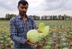 Tarlada kalan lahanayı ücretsiz dağıtıyor! "Dağıt dağıt bitmiyor sanki bereketleniyor"