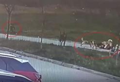 O köpekler sahipli çıktı! Oğlunu korumak isterken çenesi kırılmıştı