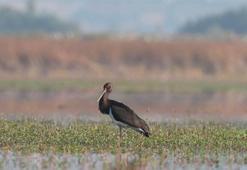 Göçleri dikkat çekti! Binlerce  kuş halkalandı