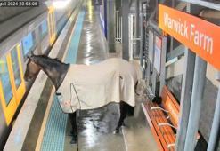 Yarış atı tren istasyonuna daldı! Kameralar saniye saniye kaydetti