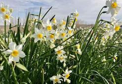 Adana'daki Nergis Adası milyonlarca türüyle görenleri büyülüyor
