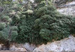 Tam 4 bin yaşında! Adana'nın gizli hazinesi görenleri mest ediyor: Doğanın mucizesi dev sarmaşık keşfedilmeyi bekliyor