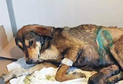 Zehirlenme tehlikesi yaşadı! Köpeğe sezaryen yapıldı