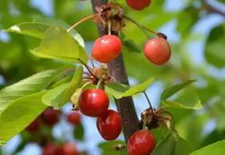 İlk kiraz hasat edildi! Beklenen fiyat açıklandı