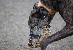 Köpek sahipleri dikkat! Uzmanlar uyardı: Ağızlıksız dışarı çıkmasın...