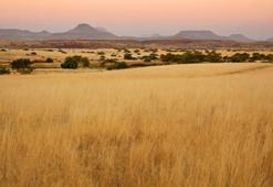 Afrika'dan geliyorlar! Kene hastalığıyla karşı karşıyalar