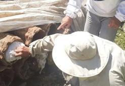 Hakkari’de bal üretim sezonu başladı! Bakanlıktan açıklama