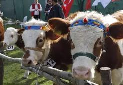 Buzağı destek ödemeleri ne zaman yatacak 2024? Buzagı destekleri yattı mı? buzağı destek ödemeleri sorgulama