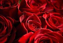 Peygamber Efendimizin doğum günü ne zaman 2024? Bugün peygamberimizin doğum günü mü, Peygamberimizin doğum günü olan kandil hangisi?