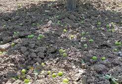 Erik üreticisini fırtına vurdu! Satılma ihtimali yok