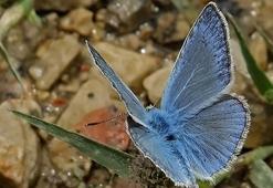 Adana hariç dünyanın çok az yerinde görülüyor! Endemik tür görsel şölen oluşturuyor