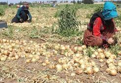 Deprem bölgesinde soğan hasadı başladı! Kilosu 17 lira