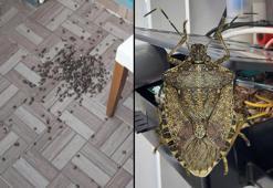 Kahverengi Kokarca Böceği bahçelerden sonra evlere dadandı! "Mikropları taşıyor"